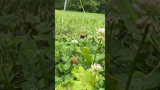 bee flower hopping in slowmotion ✨ [upl. by Archibald678]