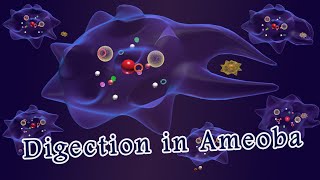 Nutrition in amoeba Digestion in amoeba [upl. by Anoniw751]