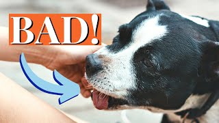 How to Stop Staffy Puppy Biting 7Step Training Guide [upl. by Yerffoej]