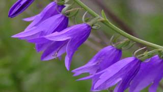 Gardening Tips  How to Grow Bellflower Campanula [upl. by Inama]