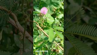 Mimosa pudica short youtubeshort sensitivity senaitiveplant lajjawati nature shyplant [upl. by Scopp]