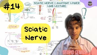 Sciatic Nerve  Anatomy Lower limb Lecture 14  Stupid Genius Hiand [upl. by Auerbach]