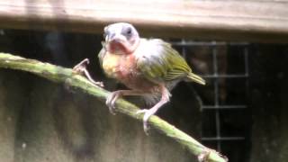 Pichones 9 9 14 Baby cuban finch [upl. by Caine]