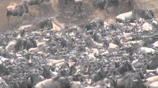 Great Wildebeests Migration [upl. by Eninnaj91]