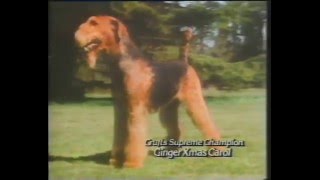 Pedigree Chum 1980s British Tv Ad [upl. by Sutniuq980]