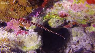 Pipefish Dunckerocampus dactyliophorus [upl. by Sidras]