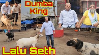 JD Goat Farm Pe Biggest Sheep Collection  Tyaar Mende For Qurbani  Lalu Seth The Dumba King [upl. by Bartolome]