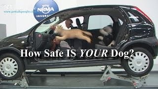 Scary Stuff  23 out of 25 Dog Car Harnesses Fail  NRMA 2013 Report [upl. by Akemad]