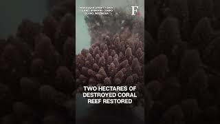 From Poachers To Protectors Indonesian Scientist Fights To Replenish Coral Reefs [upl. by Milano458]