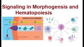 Signal Transduction Pathways in Morphogenesis and Hematopoiesis  2024 [upl. by Noyar503]