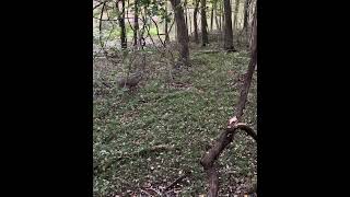 Close Shot – Traditional Archery Deer Hunt deer archery [upl. by Merat]