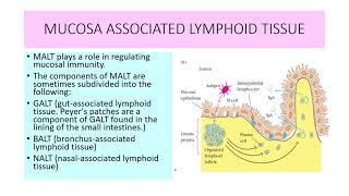 MUCOSA ASSOCIATED LYMPHOID TISSUE [upl. by Baal]