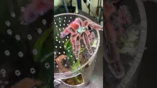 TWO NEW TARANTULAS like for part two and see the rest tarantulasoftheworld newworldtarantula [upl. by Nodlehs]