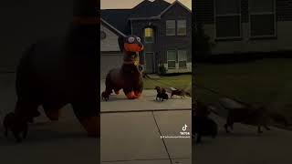 🤣🫣 🎥 Viralhog UNILAD dogs dog funny fails fail costume inflatable neighbor neighborhood [upl. by Sherwin]