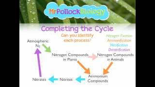 MrPollockBiology QampA 2 Nitrogen Cycle [upl. by Eilesor]