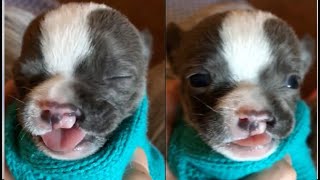 Mini bulldog puppy hiding in a toy box took mom many hours to find cleft palate puppy [upl. by Akemyt]