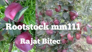 Rootstocks Apple 🍎plant Mm111 jeromine Rajat bitech 2018 Apple Orchard in kasmir [upl. by Epotimet811]