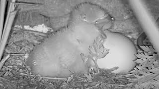 Owlets First Night Highlights From The Great Horned Owl Nest – April 5 2024 [upl. by Brezin589]