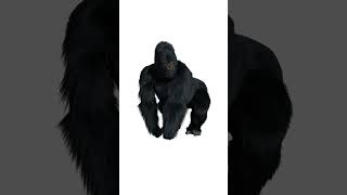 gorilla official video song [upl. by Litch]