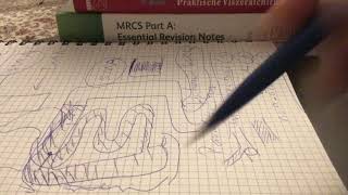 Lecture 13 Emergency Abdominal Surgery Course  Acute Mesenteric Ischemia  Ayman Aljomaa [upl. by Ella]