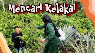 Mencari Kelakai [upl. by Rufford]