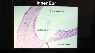 Ear Anatomymov [upl. by Rea25]