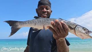 Spearfishing BARRACUDA in Jamaica [upl. by Kreda]