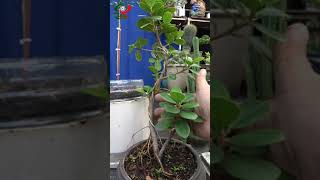 Nguyệt Quế tạo dáng Song Thụ từ lúc cây còn nhỏ nguyệtquế nguyetque taodangsongthu bonsai [upl. by Butta238]