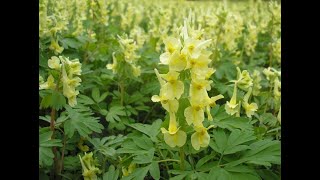 Хохлатка Corydalis Garden flowers216 Декоративные растения [upl. by Banerjee]