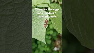 Nymphs  egg of a ladybug 🐞 beetle 🪲 S083 shorts youtubeshorts garden larva nature ladybug [upl. by Faun24]