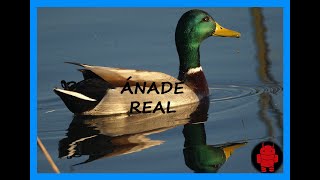 🦢Reclamo de Ánade Real Anas Platyrhynchos 37 [upl. by Odin]