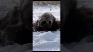 😭 «Он замерз и дрожит» На Камчатке пропал медвежонок мама которого лежала мёртвая 😭 [upl. by Hagen503]