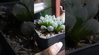 HAWORTHIA COOPERI TRUNCATA plantas succulents shorts haworthia [upl. by Meghan]