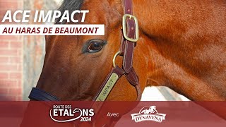 ACE IMPACT Route des Étalons Dynavena 2024 au Haras de Beaumont avec Mathieu Alex [upl. by Jannel326]