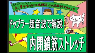 【女性泌尿器科】ドップラー超音波で解説。膀胱瘤の予防になる内閉鎖筋のストレッチ。 [upl. by Aronid]