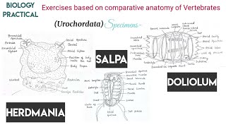 2 Herdmania Salpa amp DoliolumStudy Of Specimens Urochordata Biology practicals [upl. by Leigha869]