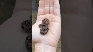 Adorable Baby Eastern Hognose Snake [upl. by Ritter]