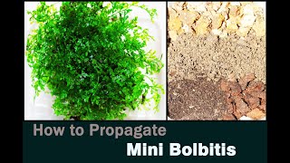 Mini bolbitis Propagation [upl. by Nabla]