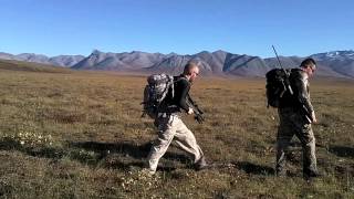 Caribou Hunt in Alaska with The Desert Tactical Arms SRS Covert [upl. by Adnical243]