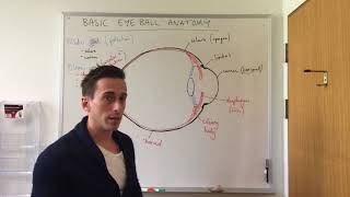 Basic Eye Anatomy and Physiology [upl. by Barbey]