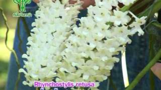 Rhynchostylis retusaกล้วยไม้ไทยไอยเรศ [upl. by Bedad]