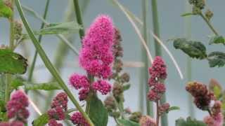 Rose Spirea Spiraea douglasii [upl. by Novia15]