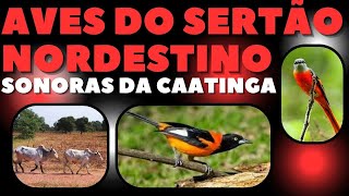 DESCUBRA os Cantos INCRÍVEIS das AVES do SERTÃO NORDESTINO Maravilhas Sonoras da Caatinga [upl. by Faust]