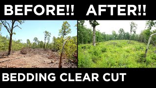 INCREDIBLE TRANSFORMATION  2 Year Bedding Clear Cut Revisit [upl. by Coveney287]