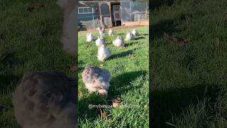 Bobtails in the November sunshine ☀️  bobtail bantam cochin chickens [upl. by Ellerahs329]