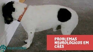 Doenças Neurológicas em Cães Sintomas de Problemas Neurológicos em Cachorros Tratar Anti Convulsão [upl. by Roosnam]