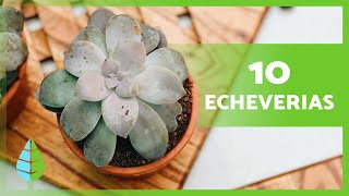 10 TIPOS de ECHEVERIA 💚 Nombres y Características [upl. by Yreffej]