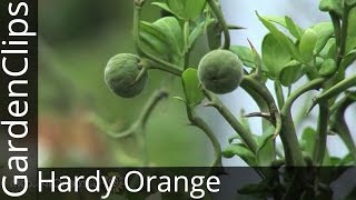 Hardy Orange  Poncirus trifoliata  An unusual hardy flowering citrus with wicked barrier thorns [upl. by Saunders]