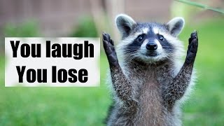 Try not to laugh or smile  Funny raccoon compilation 2017 [upl. by Nawor934]