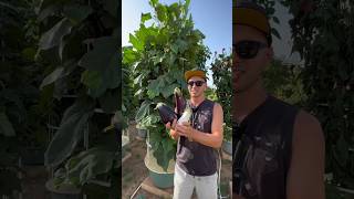 Effortless veggies to grow on aeroponic towers verticalfarming towergarden aeroponics gardening [upl. by Eiralav]